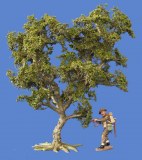 Small oak tree 